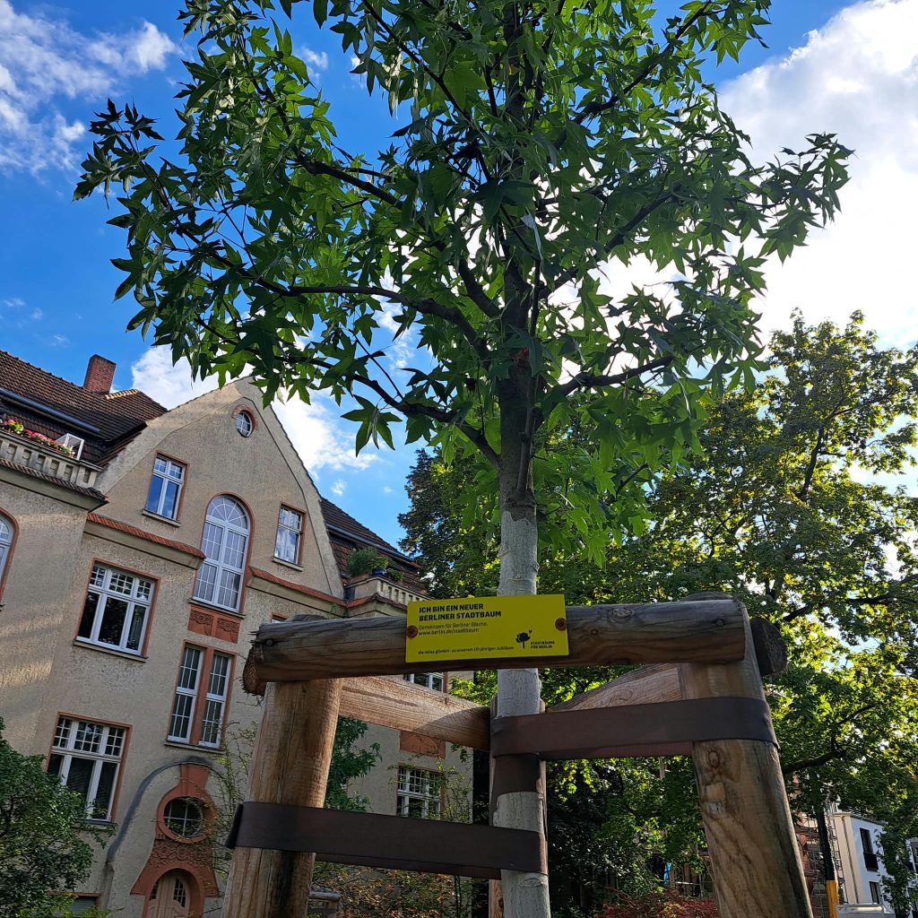 Junger Baum mit milaa Schild